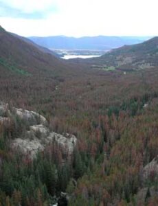Colorful Colorado Turns Brown Image